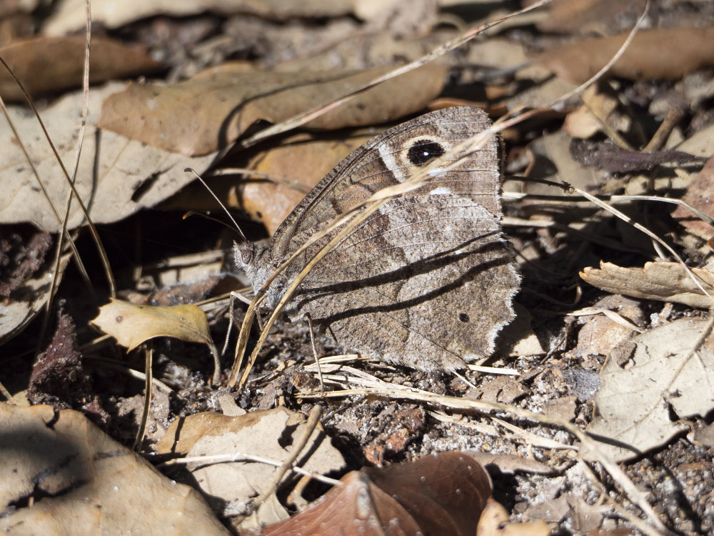 Aiuto identificazione - Hipparchia (Neohipparchia) statilinus